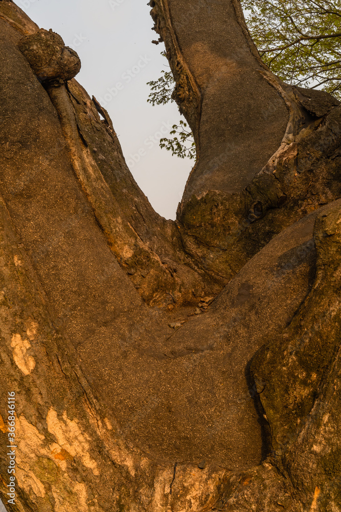 Obraz premium Close up of large 630 year old tree
