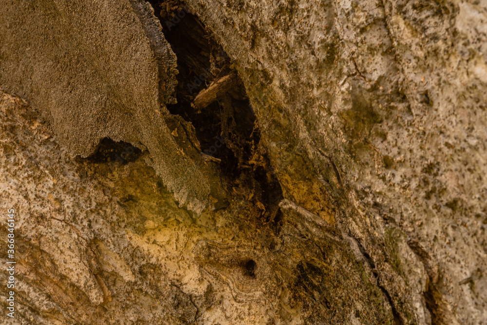 Obraz premium Side of large old tree