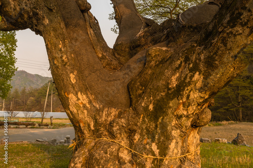 Close up of large 630 year old tree photo