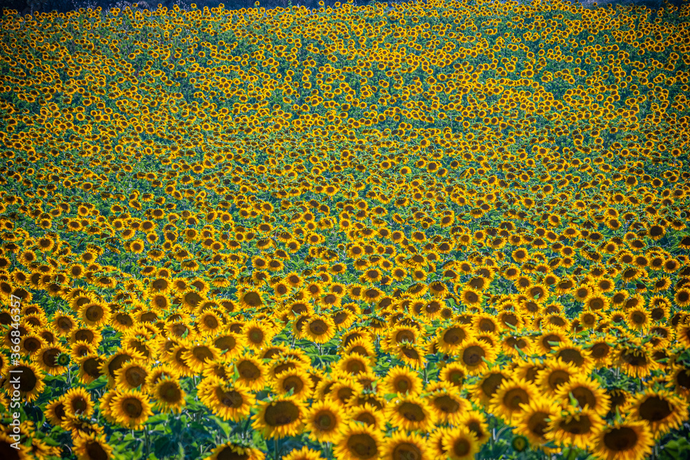 Huge sunflower fields in the Provence France - travel photography
