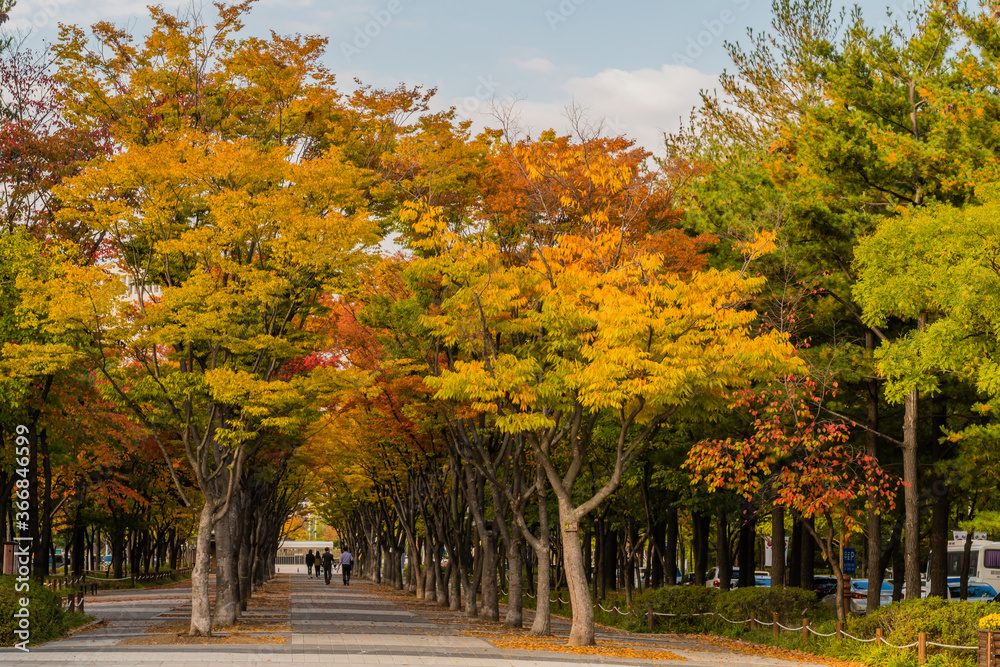 Naklejka premium Sidewalk under trees in beautiful fall colors