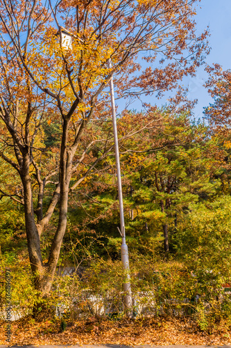 Lamppost light hidden by tree branches