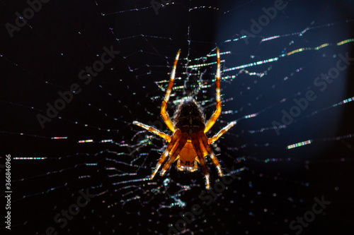 Cross orb weaver spider © SHELL