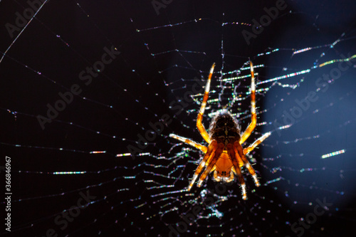 Cross orb weaver spider © SHELL
