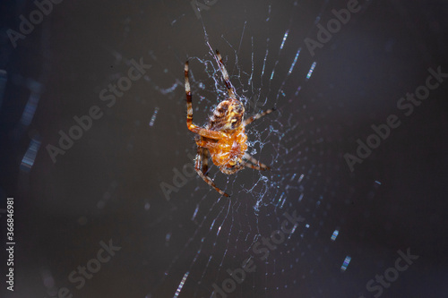 Cross orb weaver spider © SHELL