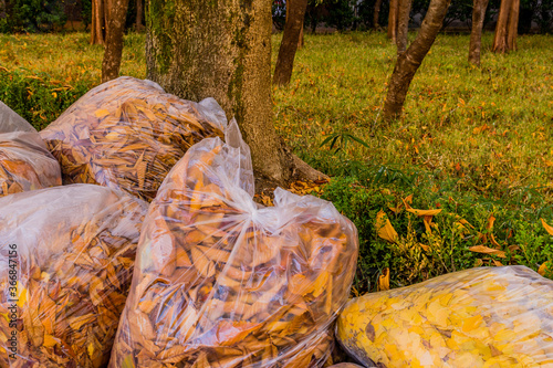 Plastic bags filled with leaves
