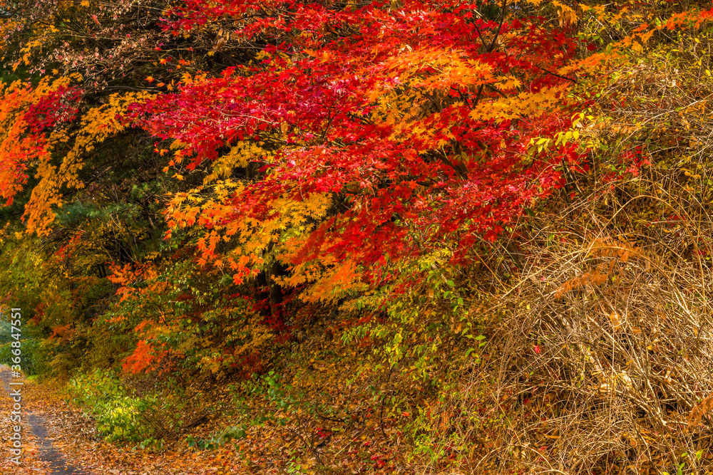Beautiful fall colored leaves Beautiful fall colored leaves
