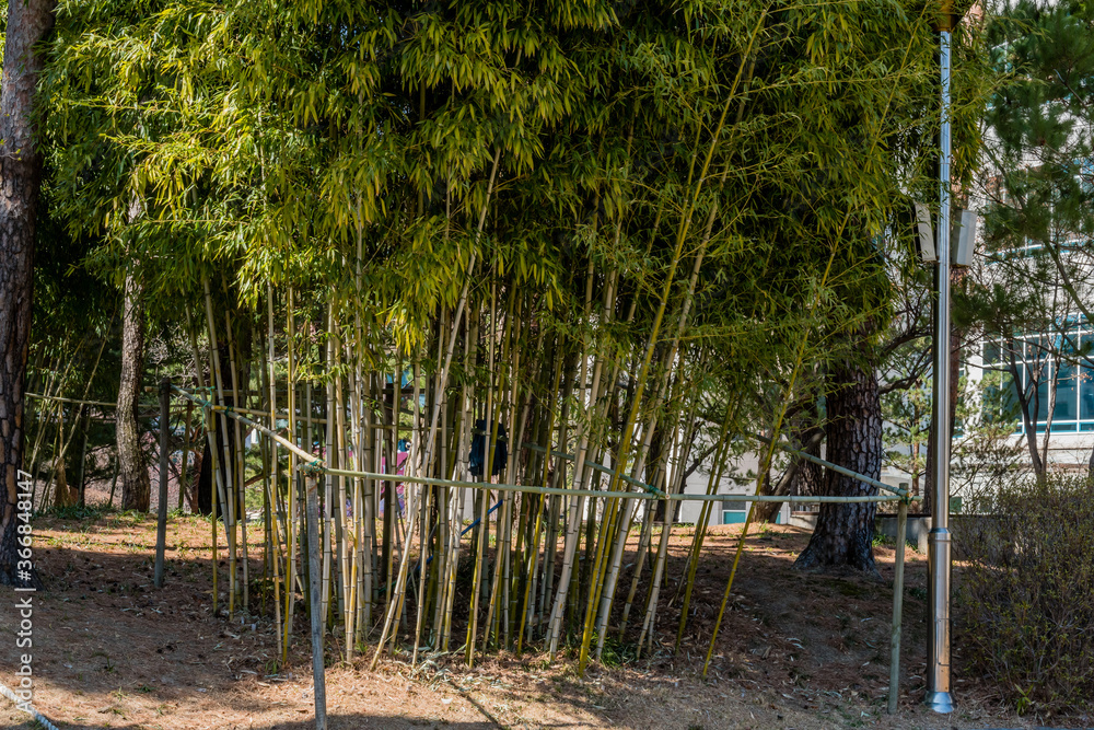 Grove of bamboo plants