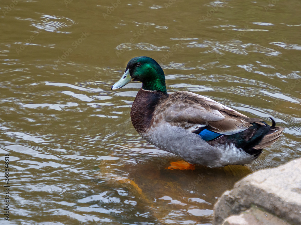 Obraz premium Mallard