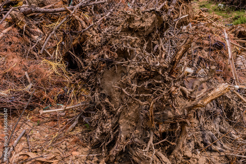 Closeup of broken tree root