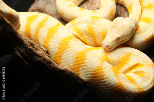 Close up of snakes head, Yellow children's Python on black background 