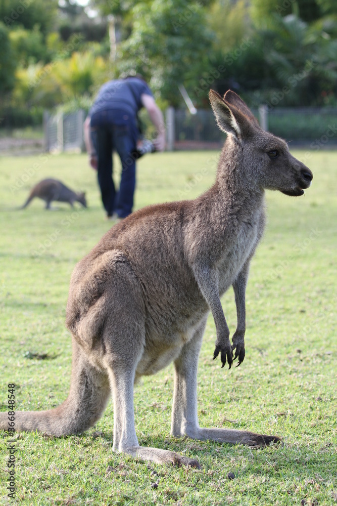 Australian kangaroo standing on hind legs at zoo 
