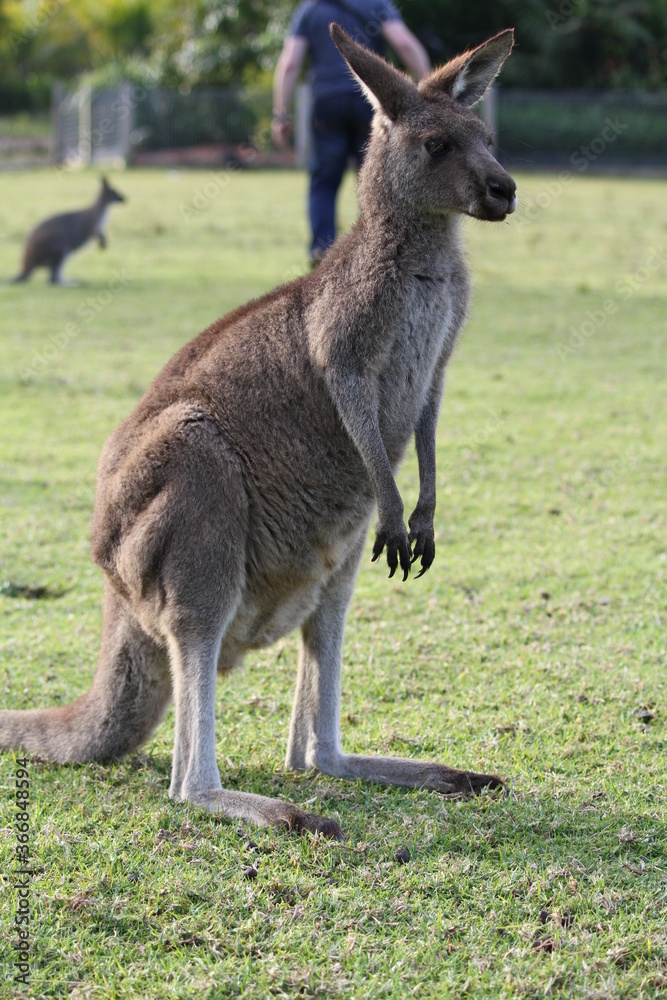 Eastern grey kangaroo standing on hind legs at zoo
Eastern grey kangaroo standing on hind legs at zoo