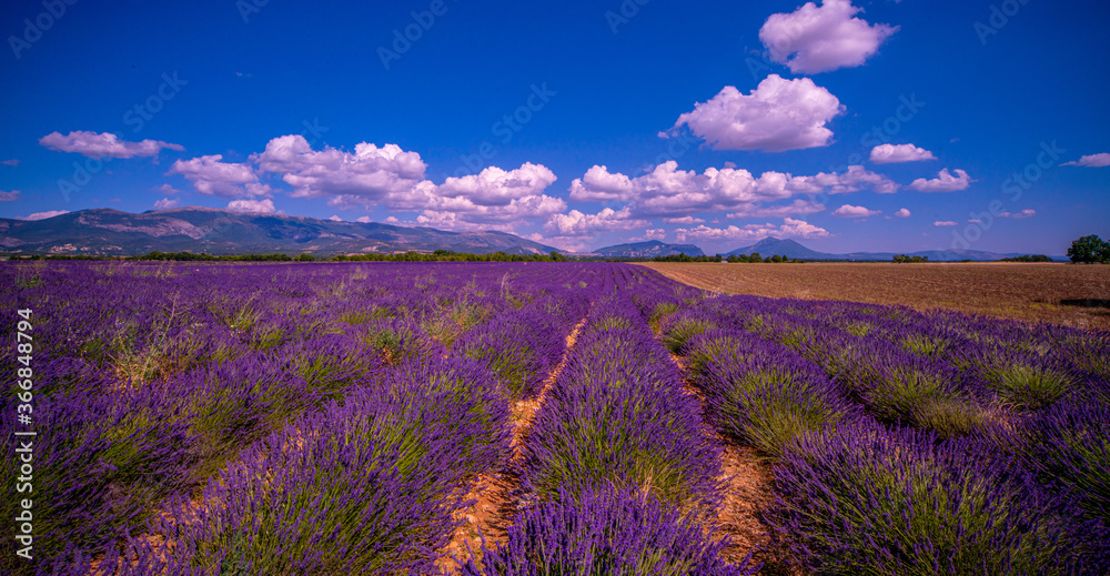 Naklejka premium The lavender fields of Valensole Provence in France - travel photography