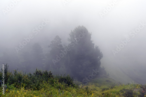 Morning fog in the coniferous forest. Siberia. Landscape.