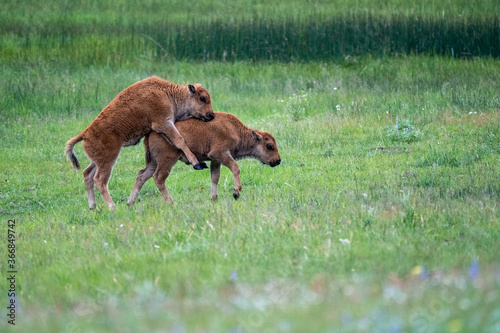 Bison baby calves playing and jumping in a meadow in Yellowstone National Park © MelissaMN