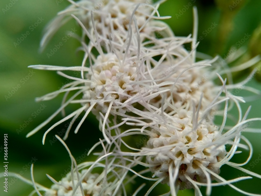 Macro shot Chromolaena odorata (minjangan, Siam weed, Christmas bush, devil weed, floss flower, triffid) flower. Weeds green in the nature background. Soil fertility destroyer plants. Macro shot Chromolaena odorata (minjangan, Siam weed, Christmas bush, devil weed, floss flower, triffid) flower. Weeds green in the nature background. Soil fertility destroyer plants.