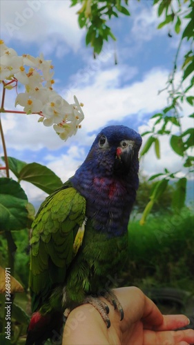 blue headed parrot with flowers and blue sky
 photo