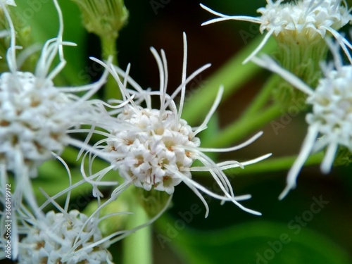 Macro shot Chromolaena odorata (minjangan, Siam weed, Christmas bush, devil weed, floss flower, triffid) flower. Weeds green in the nature background. Soil fertility destroyer plants. photo