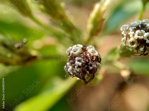 Macro shot Chromolaena odorata (minjangan, Siam weed, Christmas bush, devil weed, floss flower, triffid) flower. Weeds green in the nature background. Soil fertility destroyer plants. photo