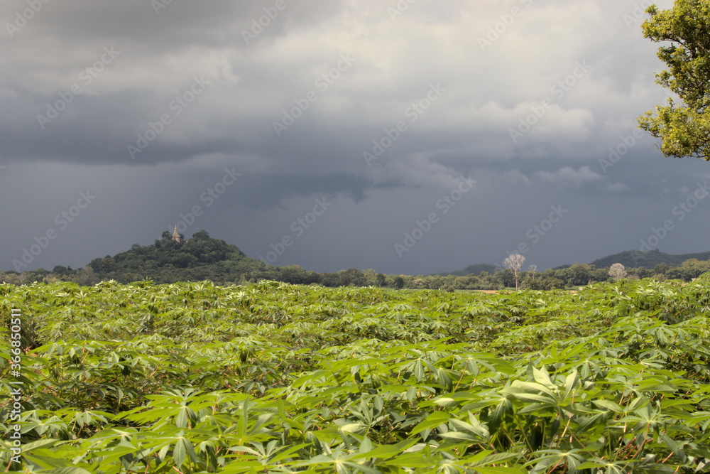 Stormy background and Thai temple in the background of a cassava plantation