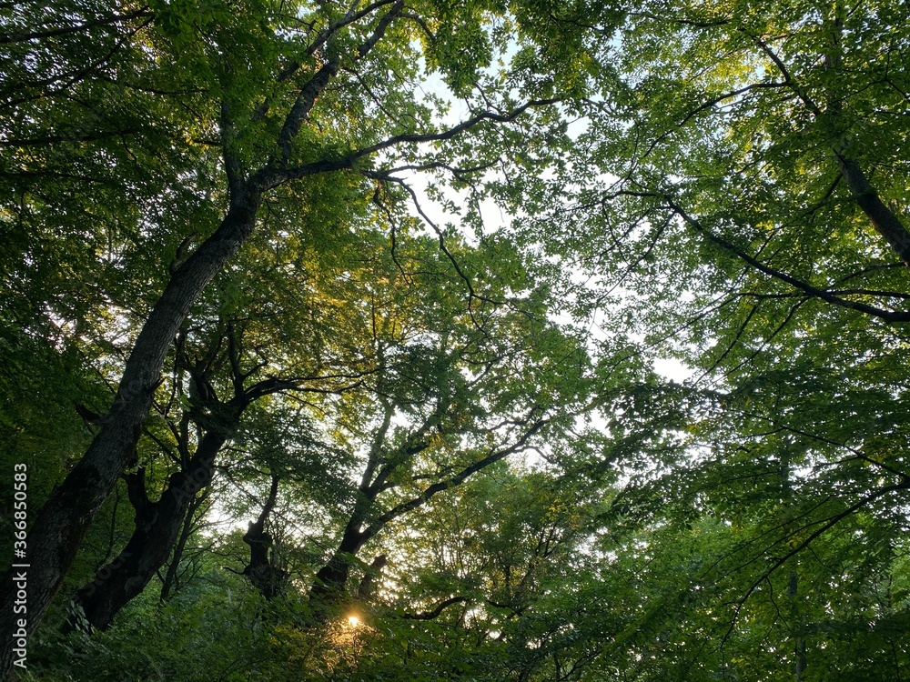 trees in the forest