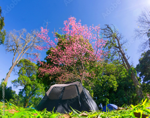 Traveling mountain camping tent in Chiang Mai, Thailand. photo