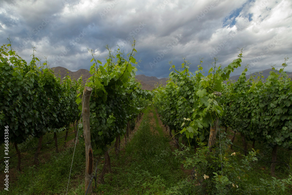 Rural scenic. Agriculture. View of the vineyard and grapevines cultivation rows in the mountains at sunset. 