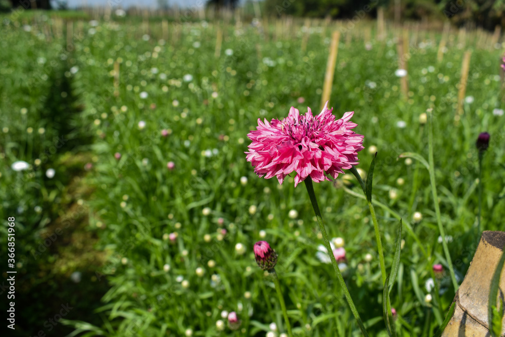 Obraz premium pink flower in the grass