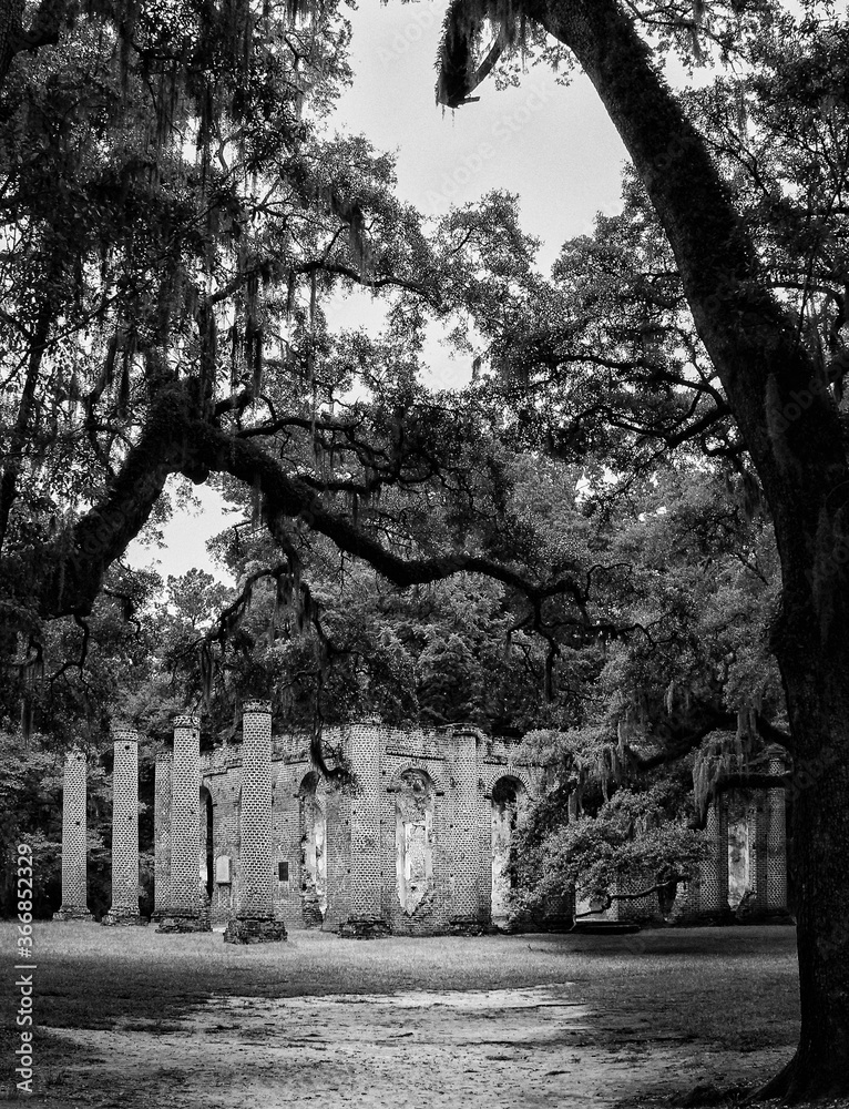 Fototapeta premium Dirt path leading to historical Sheldon Church brick structure ruins with columns and overhanging trees and shade in black and white