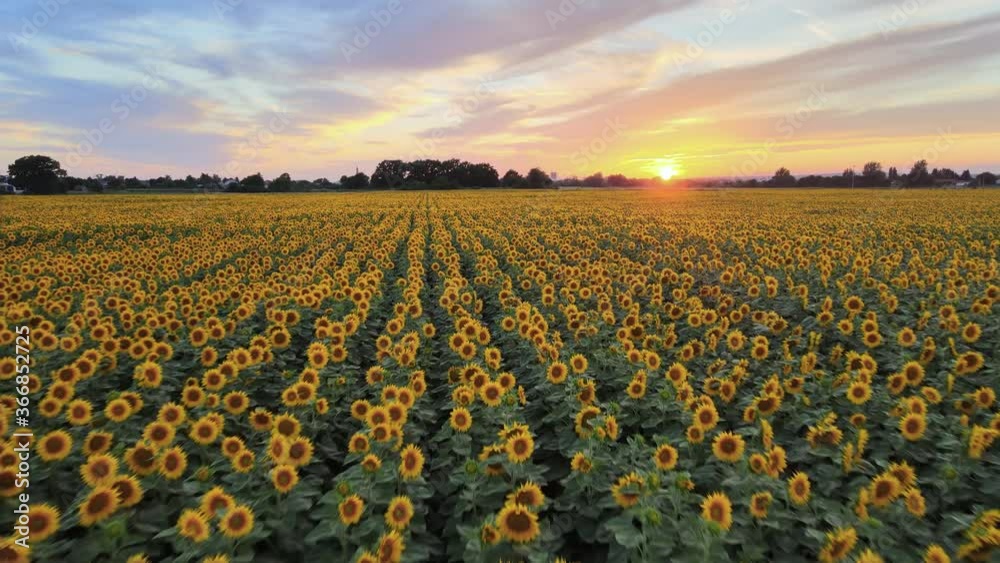 Aerial: sunflower field at sunset, beautiful colourful crop at golden hour
