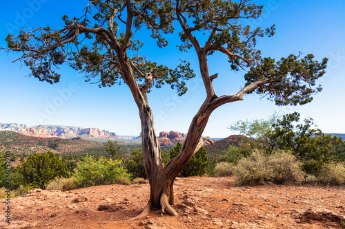 Arizona desert landscape of Sedona with a juniper tree