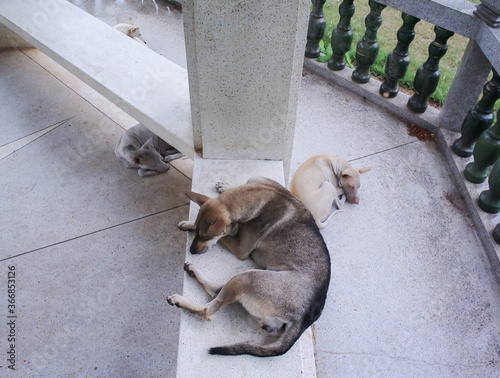 Bilde på lerret Group of stray dogs sleeping