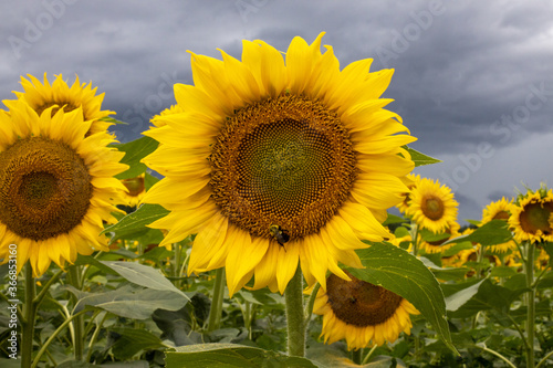 field of sunflowers