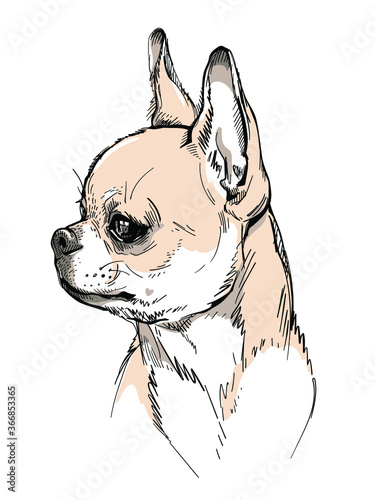 Cute chihuahua sketch