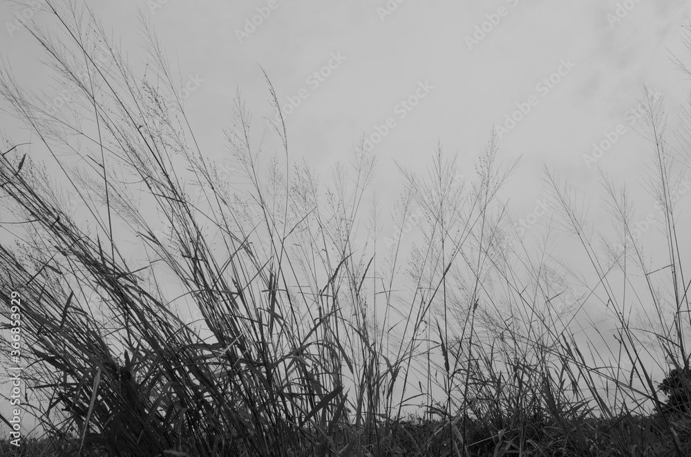Obraz premium Black and white image of grass on white background