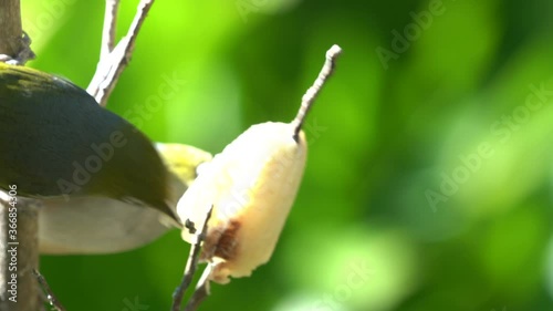 Close up of Wax eye also known as a silver eye or white eye birds in New Zealand feeding on a banana