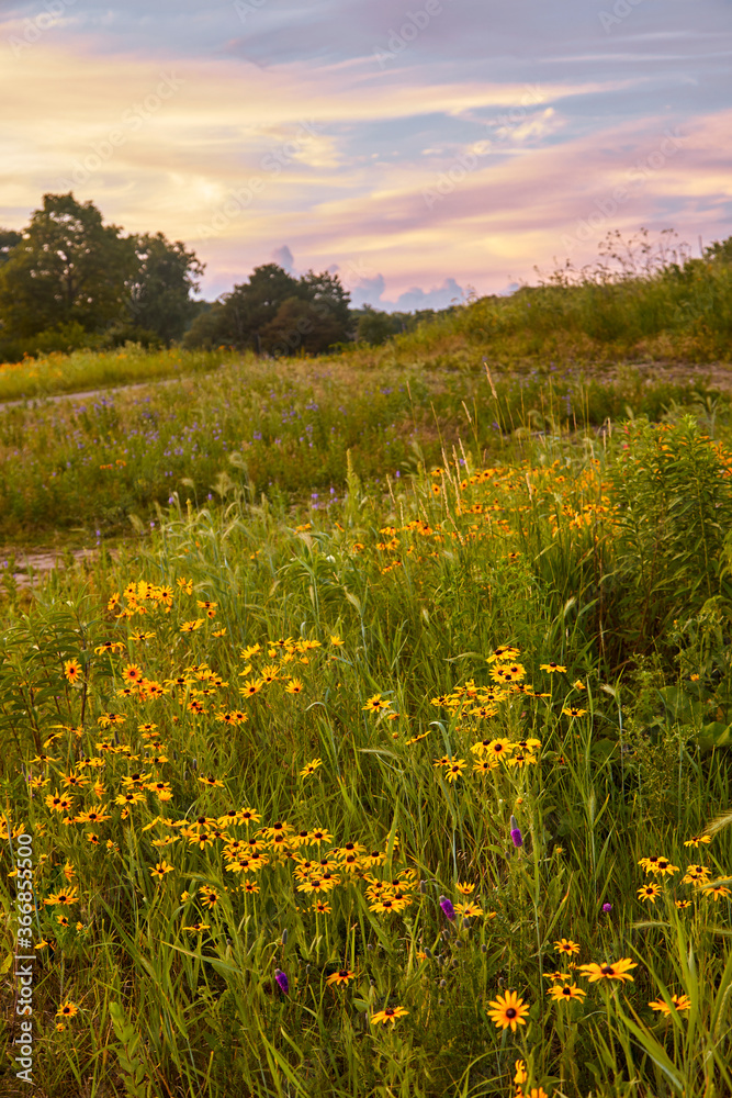 Photo of sunrise over a beautiful wild field of yellow black eye susan flowers blooming on a summer day