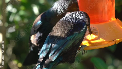 Two Tui Birds on a sugar feeder in New Zealand