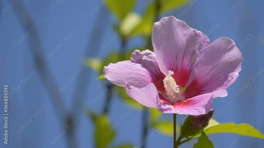 日本のハイビスカス、ピンクの「ムクゲ」の花 日本のハイビスカス、ピンクの「ムクゲ」の花