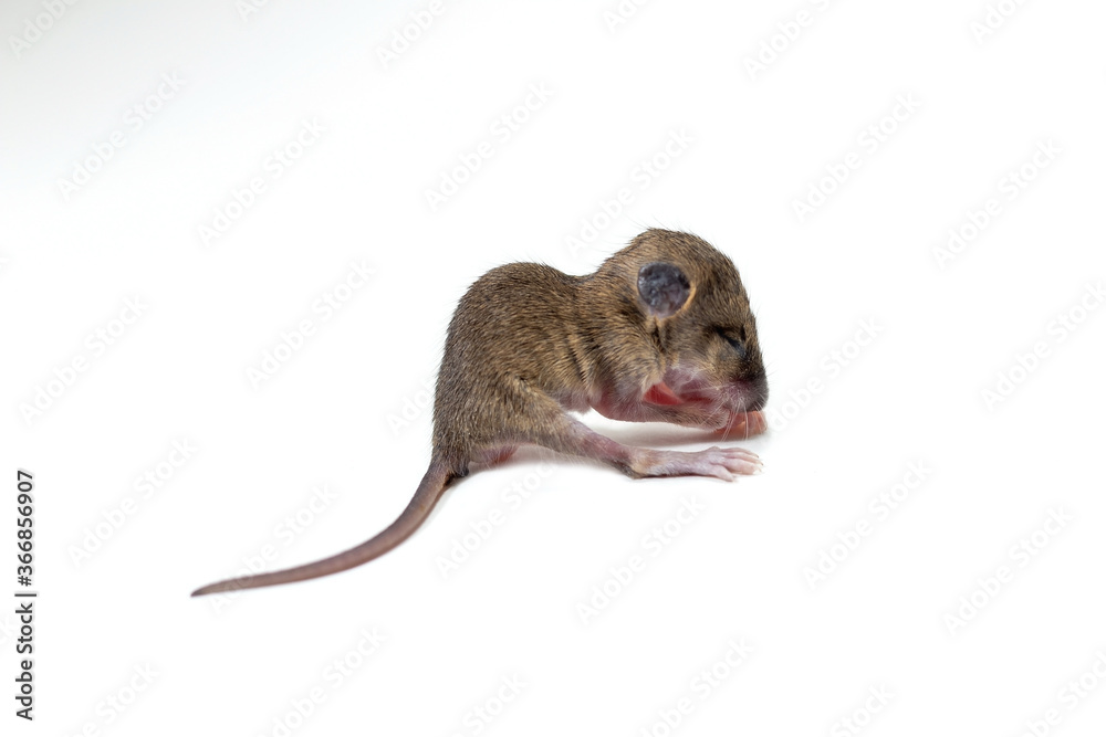 Young rats on a white background. Young rats on a white background.