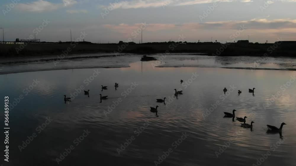 Goose swiming at a fresh water tidal area Goose swiming at a fresh water tidal area