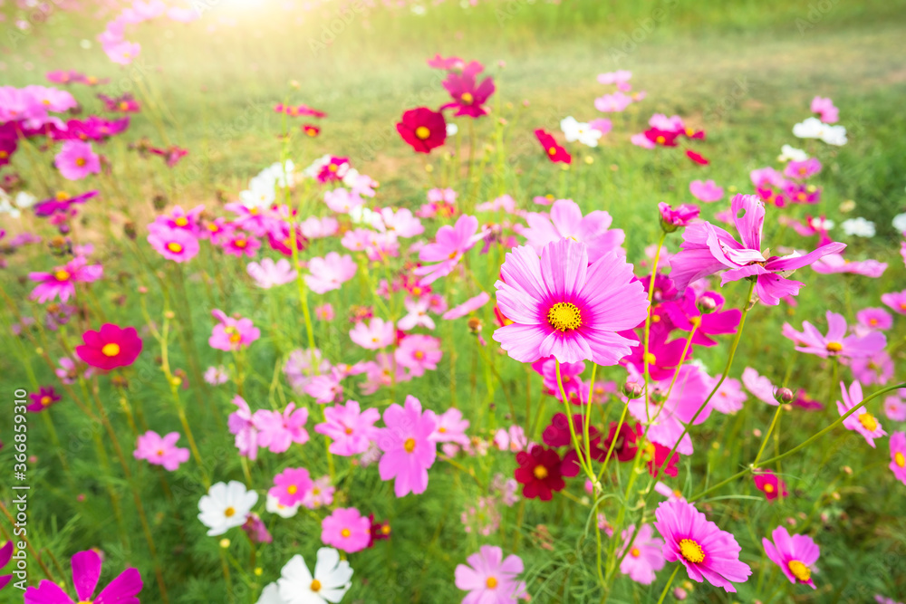 cosmos flower blooming in the field under sunshine cosmos flower blooming in the field under sunshine