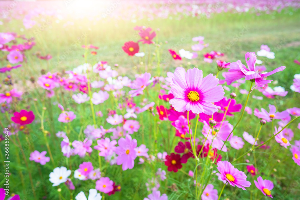 Obraz premium cosmos flower blooming in the field under sunshine
