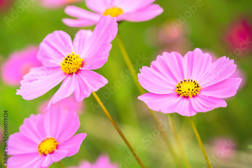 cosmos flower blooming in the field under sunshine