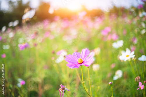 cosmos flower blooming in the field under sunshine