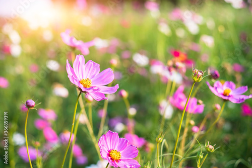cosmos flower blooming in the field under sunshine