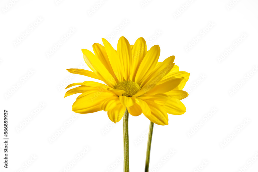 two yellow daisies on a white background