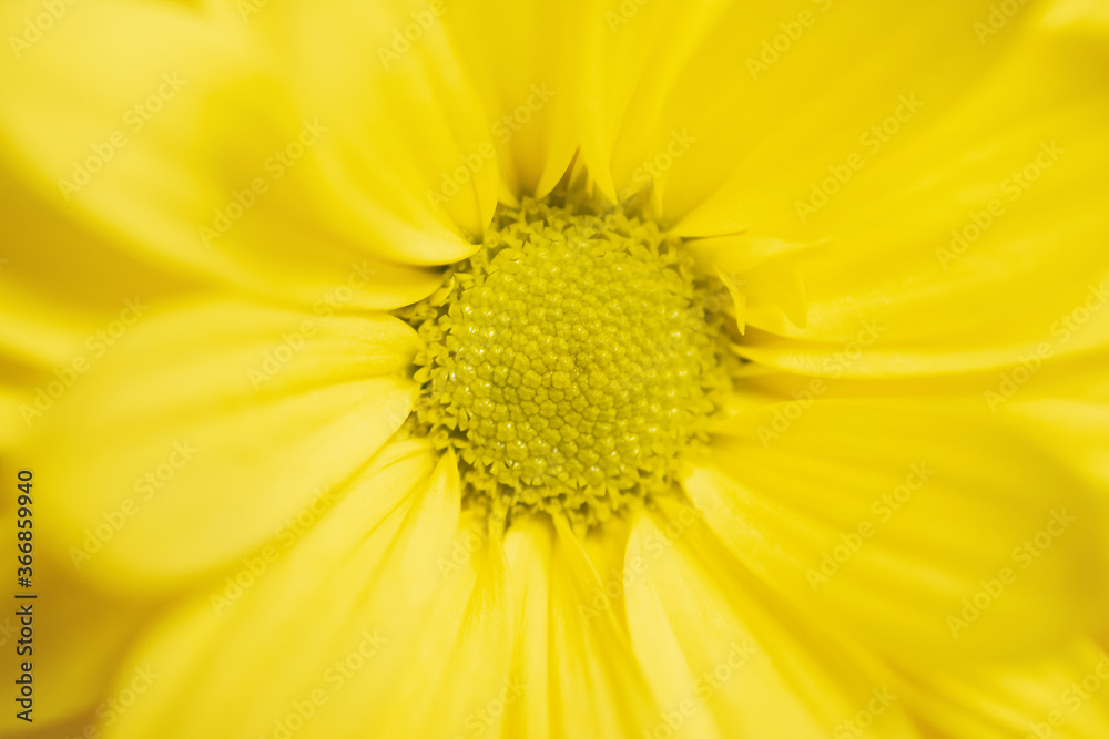 macrophotography of yellow chamomile with a sharp center, soft focus macrophotography of yellow chamomile with a sharp center, soft focus