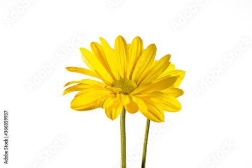 two yellow daisies on a white background